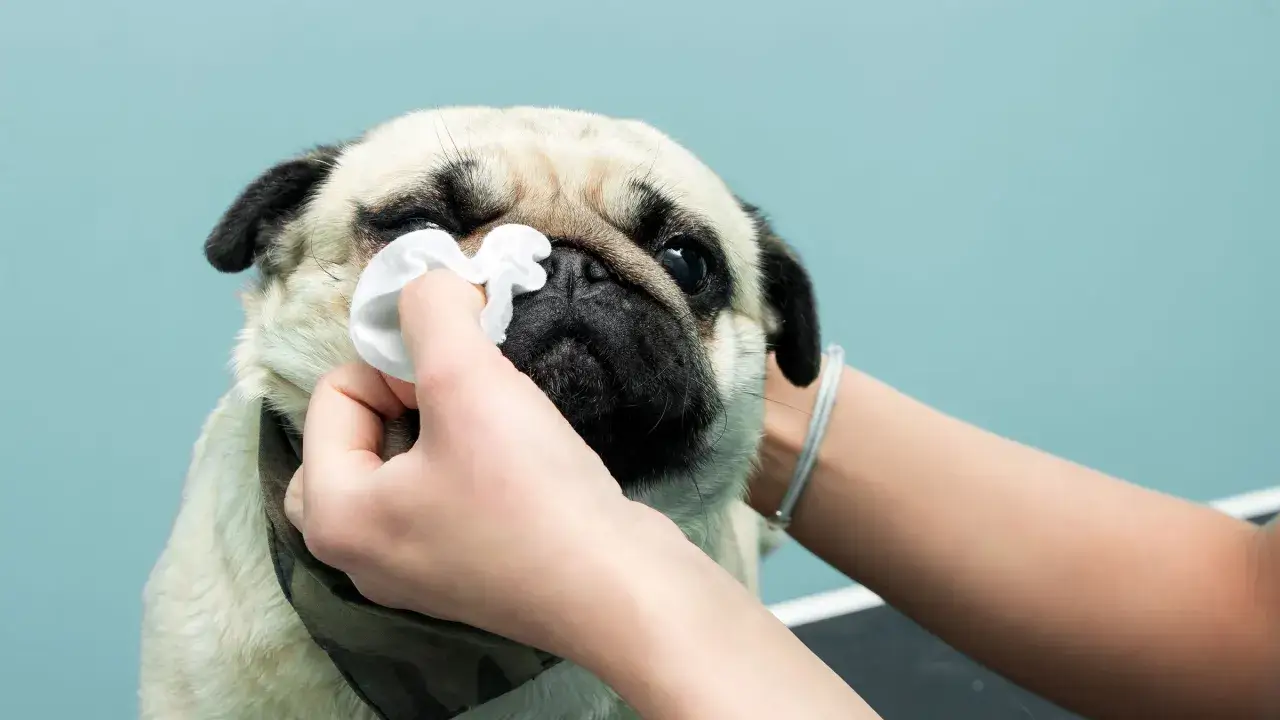 Delikatne czyszczenie oczu mopsa. Szukasz co na katar dla psa? Czyste oczy to podstawa zdrowia.