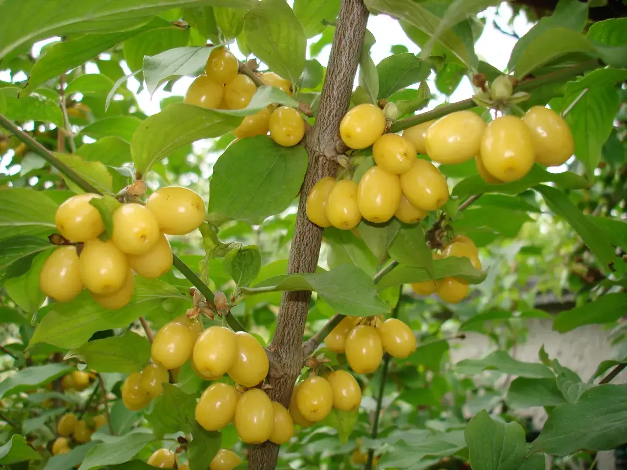 odmiany derenia jadalnego owoce