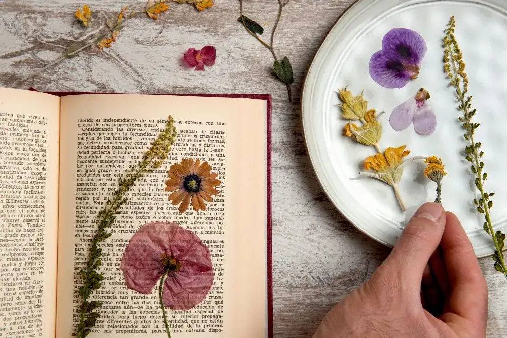 suszenie kwiat&oacute;w w książce krok po kroku