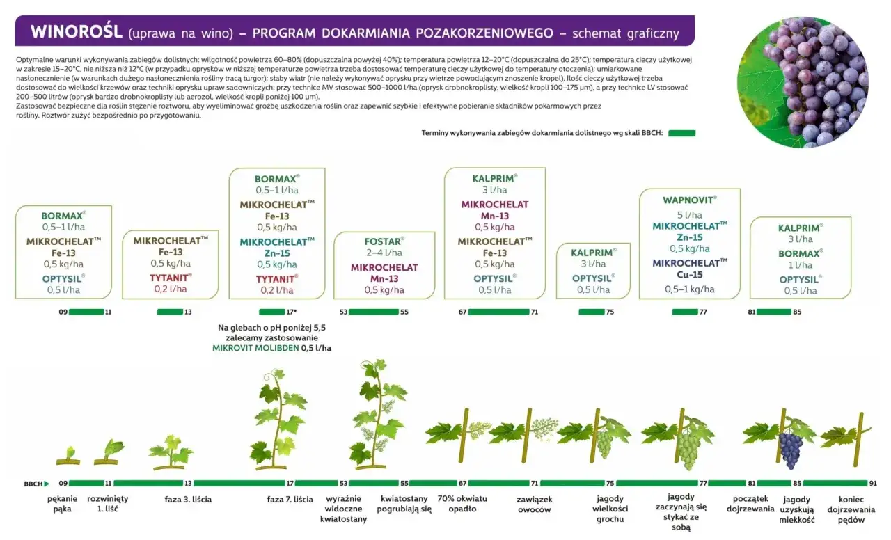 kalendarz cięcia winorośli, etapy przycinania winogron
