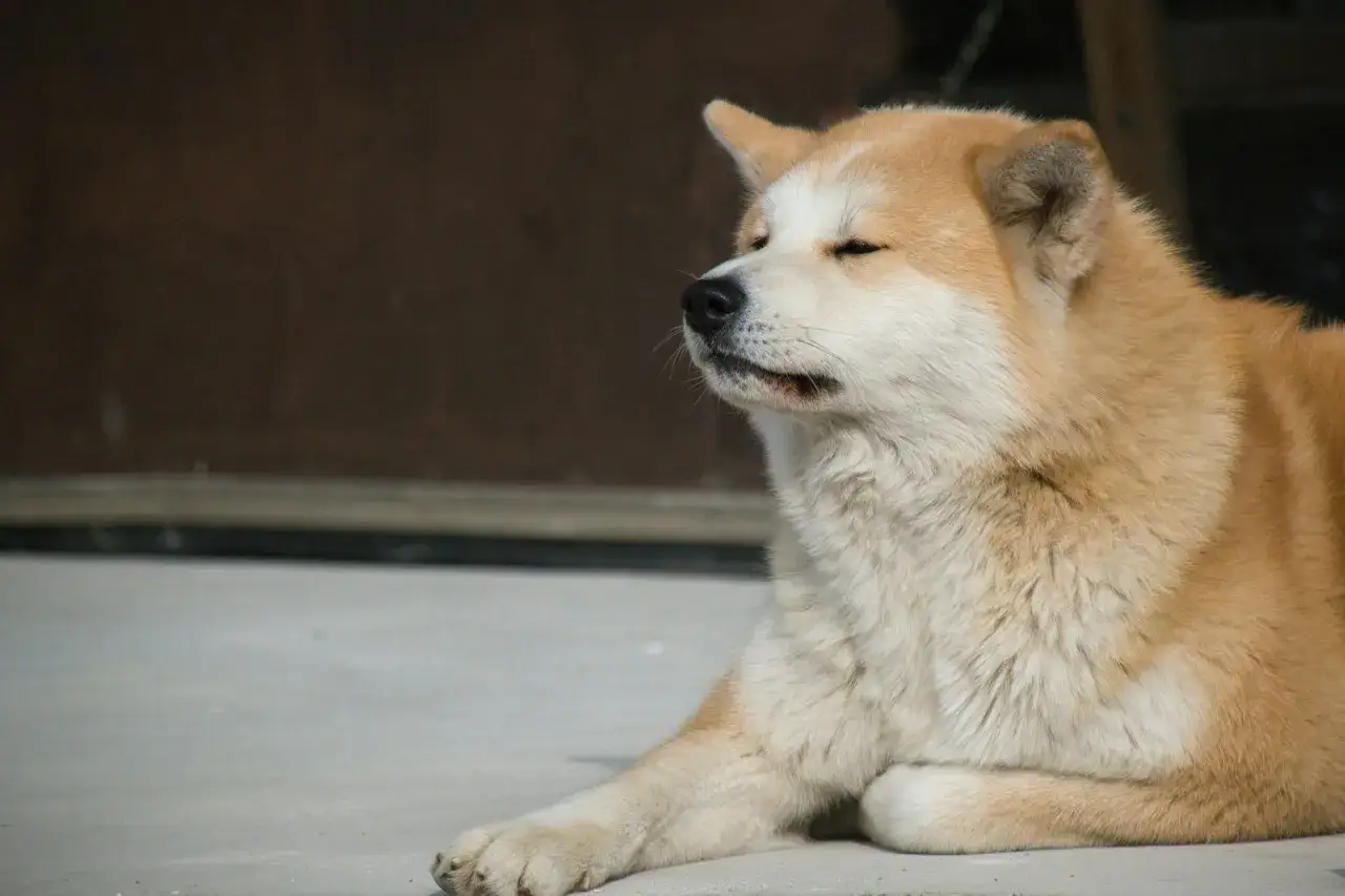 Akita Inu i Akita Amerykańska porównanie charakteru