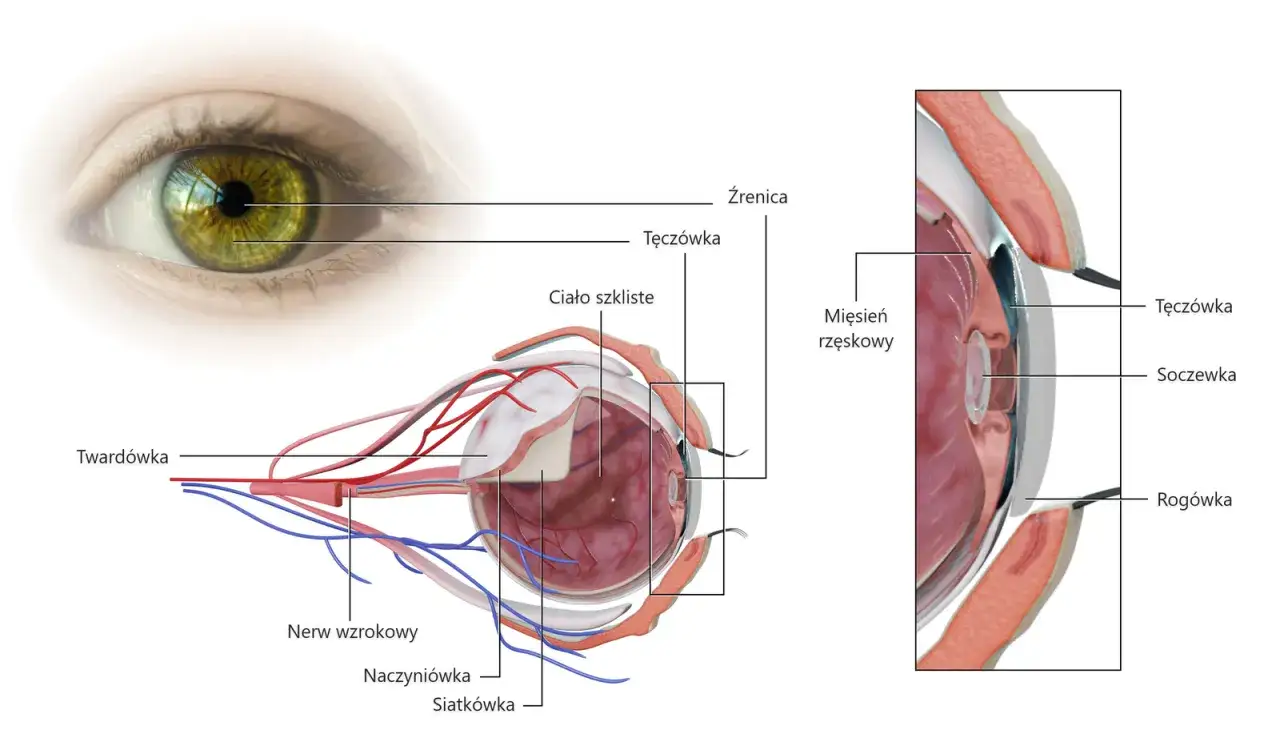 Anatomia oka: rog&oacute;wka jest zewnętrzną, przezroczystą warstwą z przodu oka, chroniącą tęcz&oacute;wkę i źrenicę.