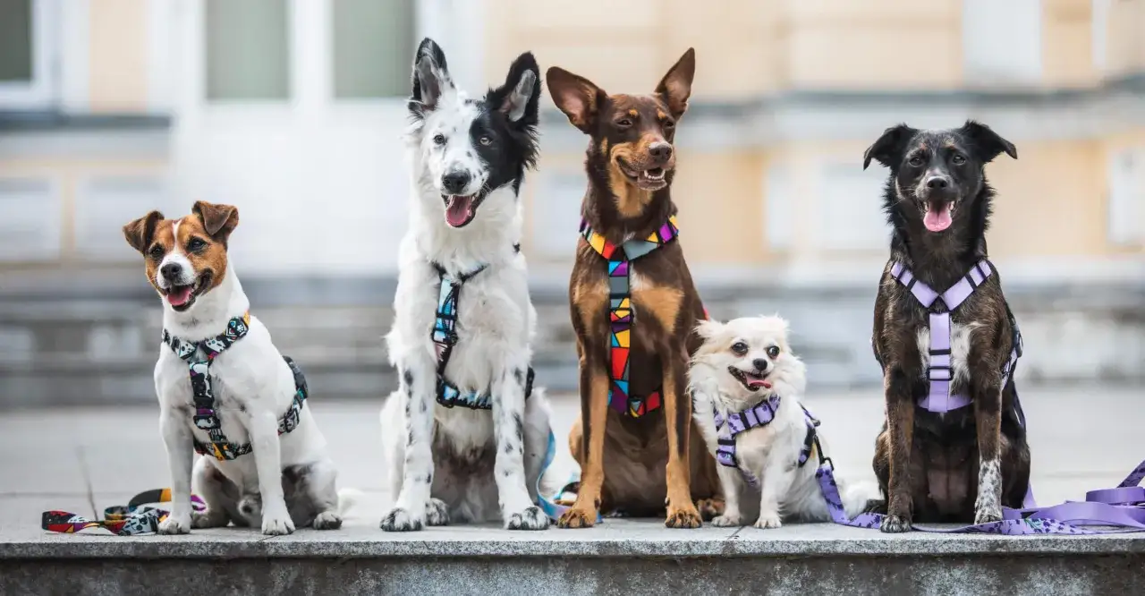 Pięć ps&oacute;w w kolorowych szelkach, od małego Jack Russell do dużego kundelka. Dowiedz się, jak uszyć szelki dla psa, by Tw&oacute;j pupil wyglądał r&oacute;wnie stylowo!