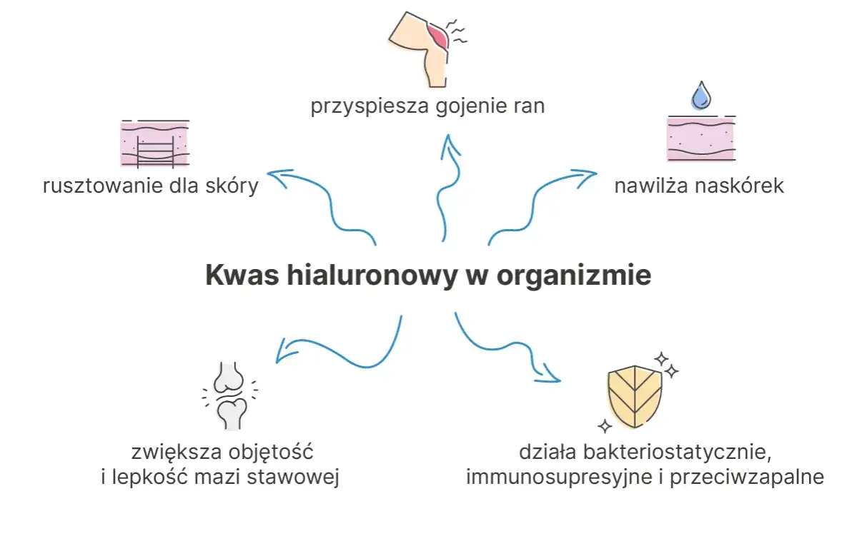 Rodzaje kwasu hialuronowego schemat budowy i działania