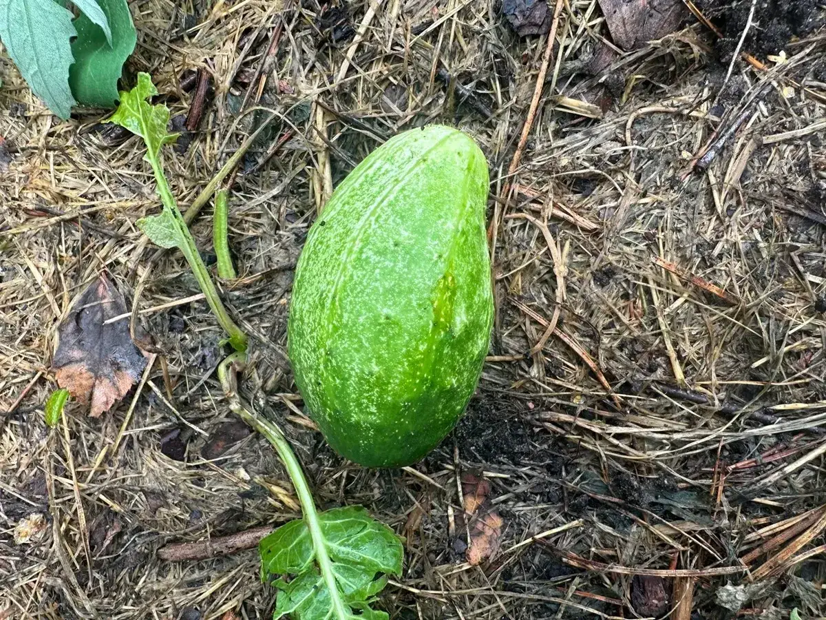 Mały, zielony ogórek leży na ziemi wśród słomy i liści. Zastanawiasz się, dlaczego ogórki nie rosną? Może potrzebuje więcej słońca?