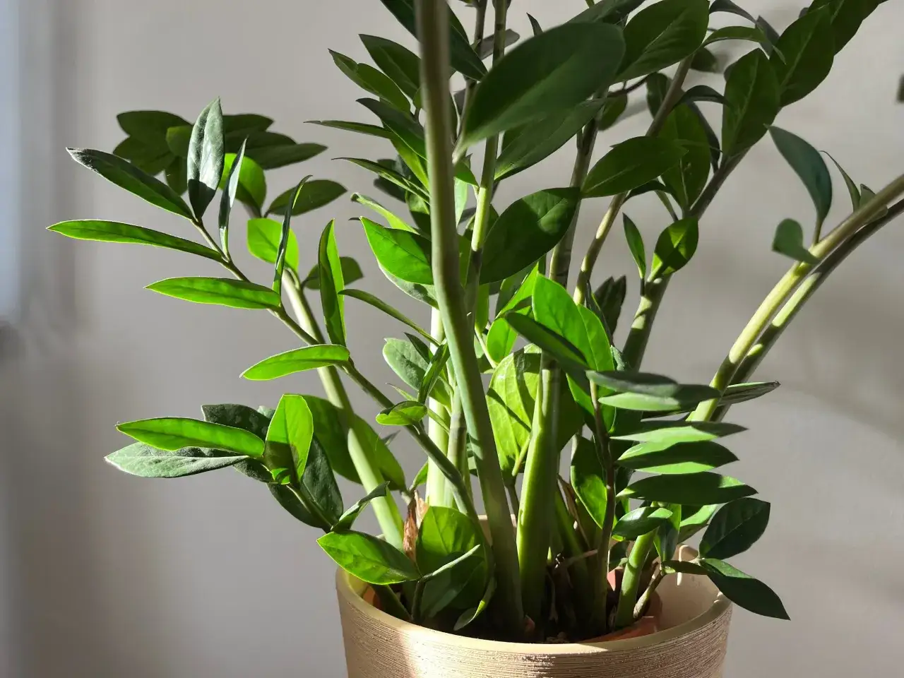 Zamiokulkas w ozdobnej donicy, jego błyszczące liście odbijają światło. Idealna roślina dla każdego, potrzebuje przepuszczalnej ziemi do zamiokulkasa.