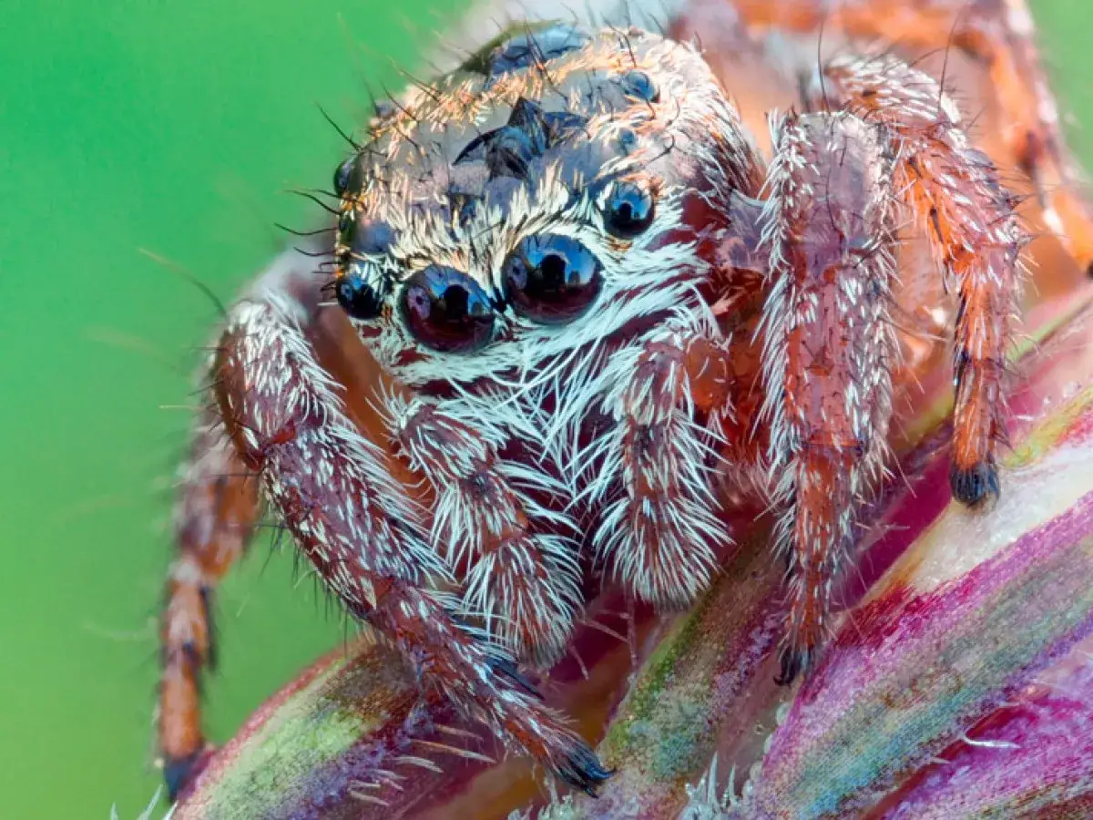 zdjęcie makro owada, obiektyw makro