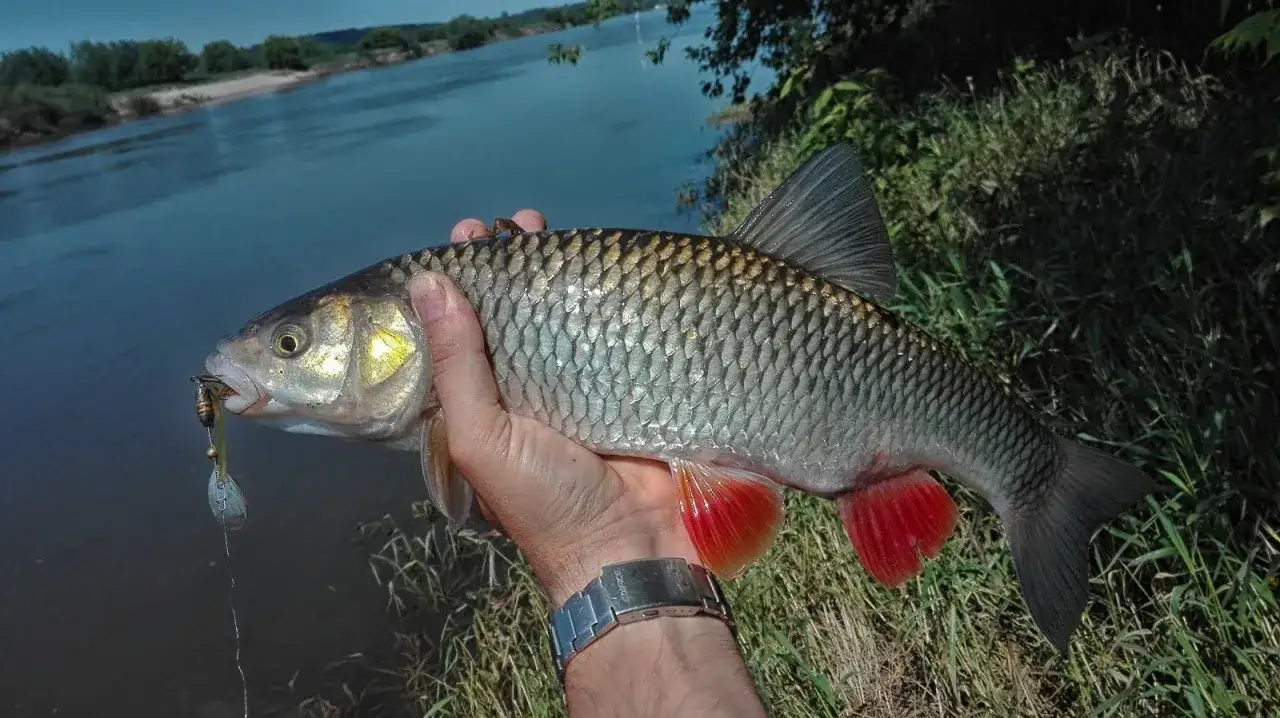 kleń w rzece zdjęcie