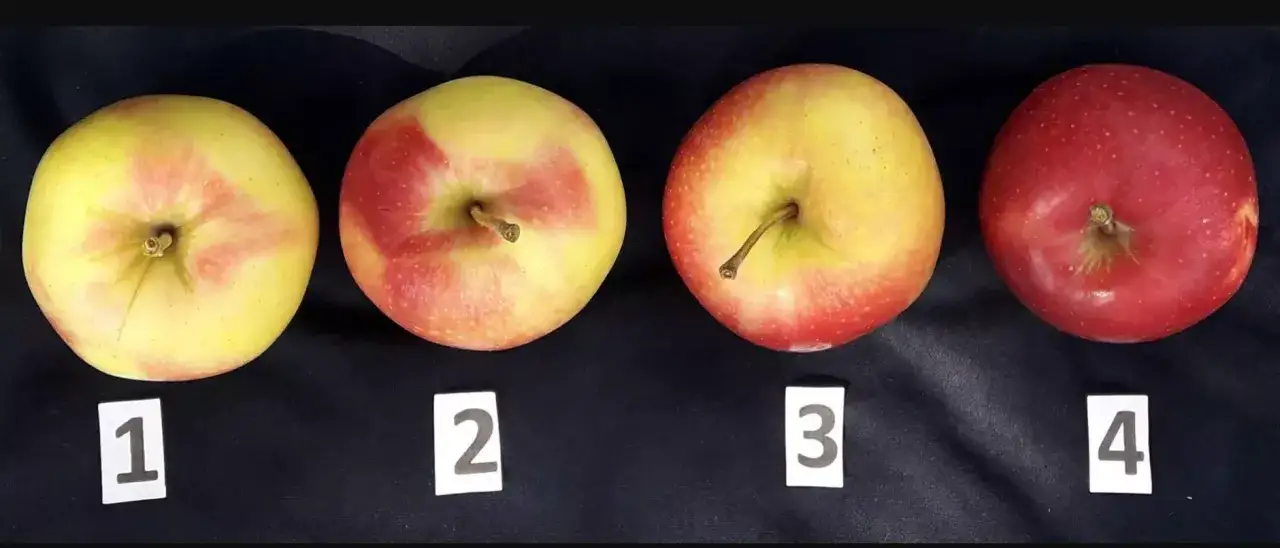 przekrojone jabłko brązowienie