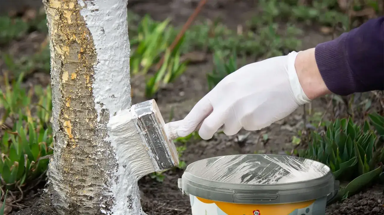 Ręka w białej rękawiczce maluje pniem drzewa pędzlem, pokazując, jak malować wapnem. Obok stoi wiaderko z białą farbą.