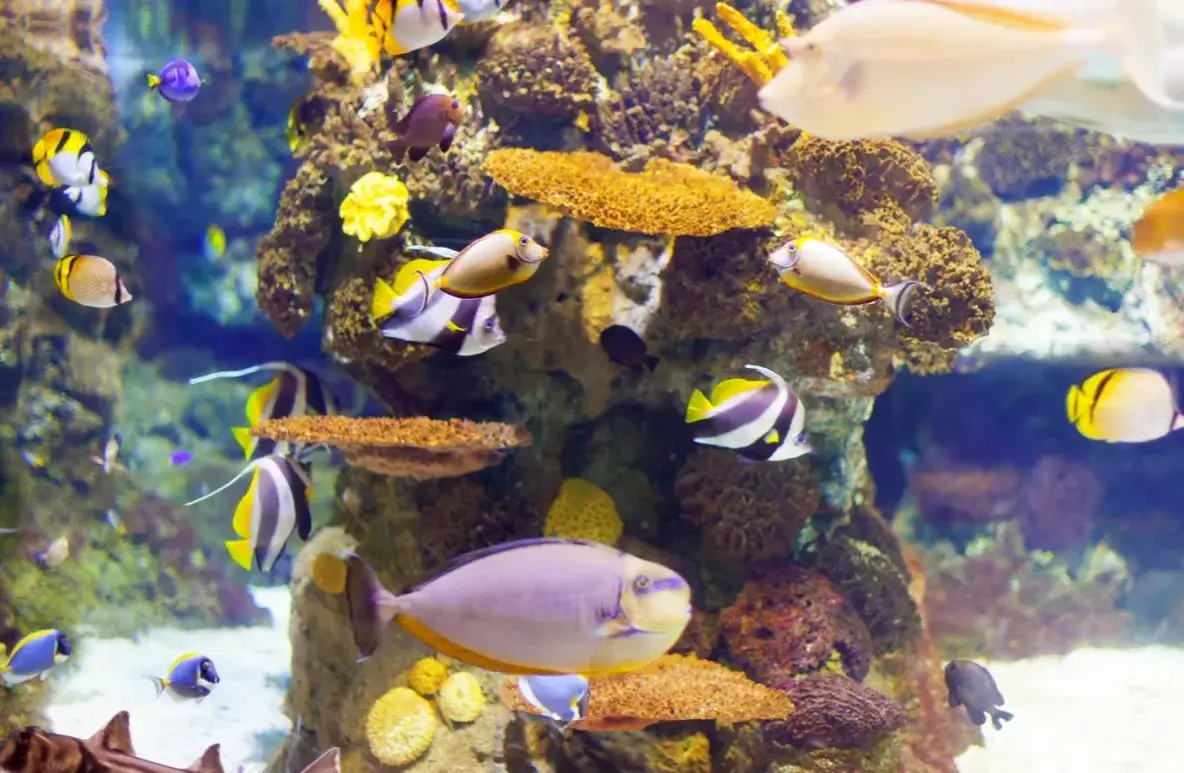 Akwarium morskie rafa koralowa Bydgoszcz ZOO