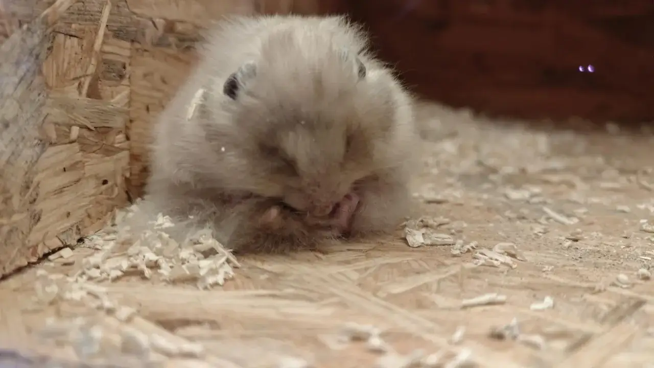 Chomik śpiący w dzień w domku