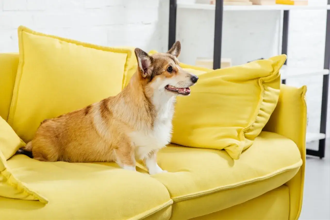 por&oacute;wnanie welur plecionka dla właścicieli ps&oacute;w