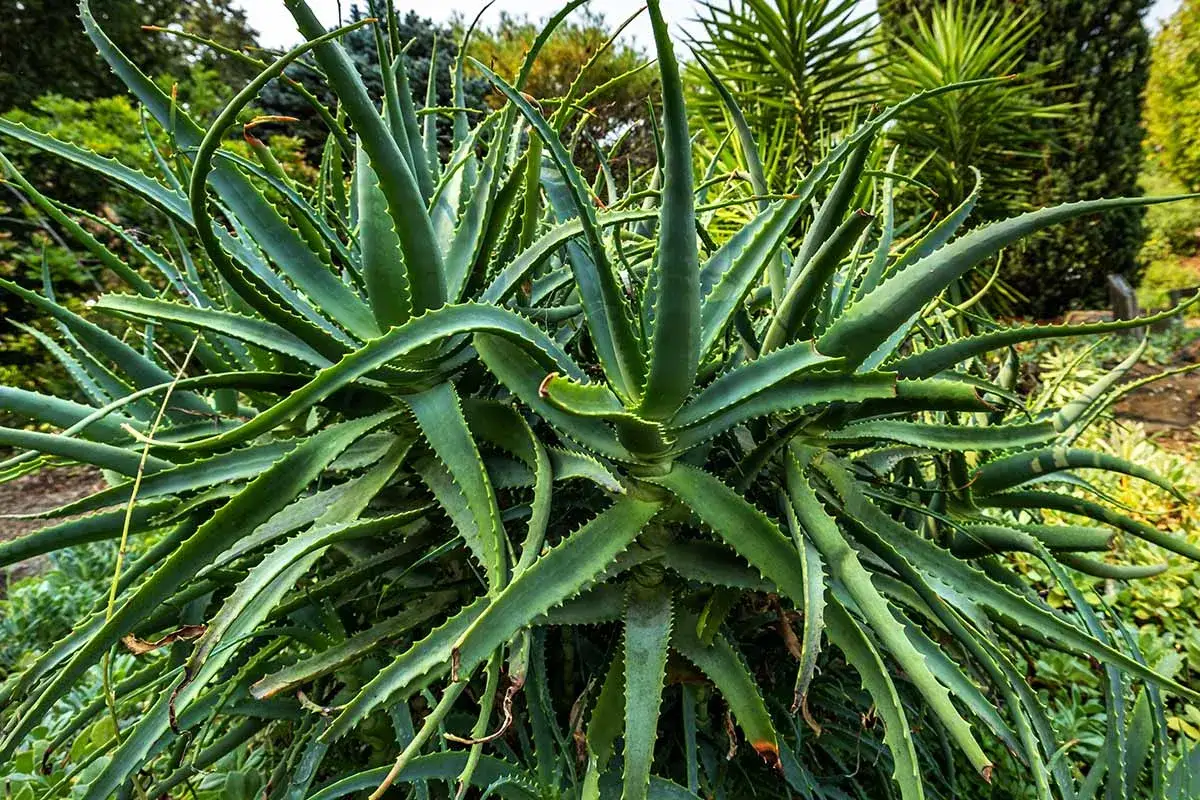Gęsta kępa aloesu z grubymi, zielonymi liśćmi z ząbkowanymi brzegami. Poznaj, jak rozpoznać aloes leczniczy po jego charakterystycznym wyglądzie.