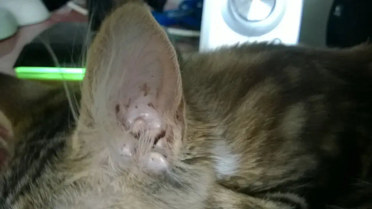 Widoczne czarne brudy w uszach kota, kt&oacute;re mogą świadczyć o problemach zdrowotnych.