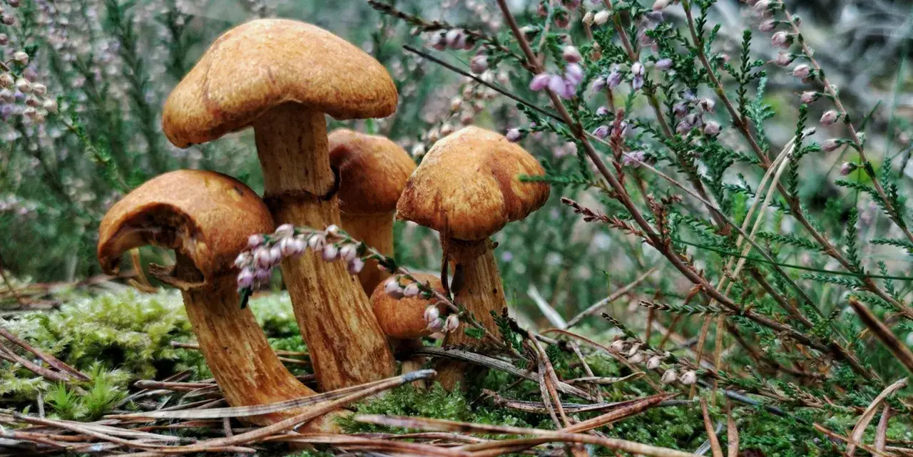 Rodzaje noclegów dla grzybiarzy