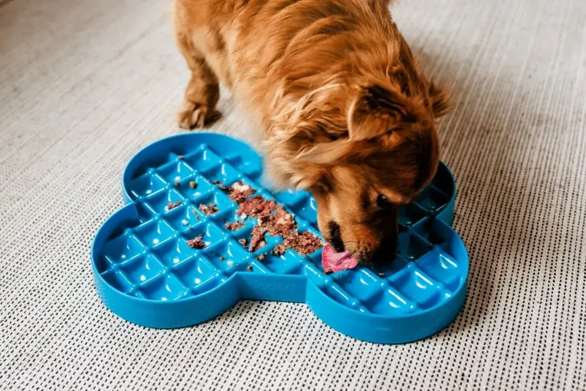 Rudy piesek zajada mokrą karmę z niebieskiej miski w kształcie kości. Czy pies może jeść ciepłe jedzenie? Ta karma wygląda na lekko podgrzaną.