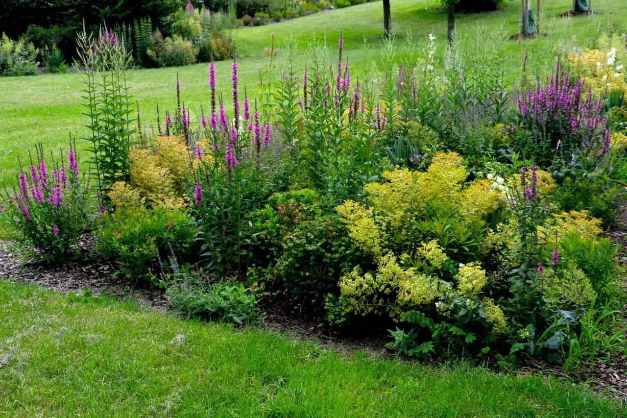 Piękny projekt rabaty bylinowej z fioletowymi kwiatami i żółtą roślinnością, otoczony zielonym trawnikiem.