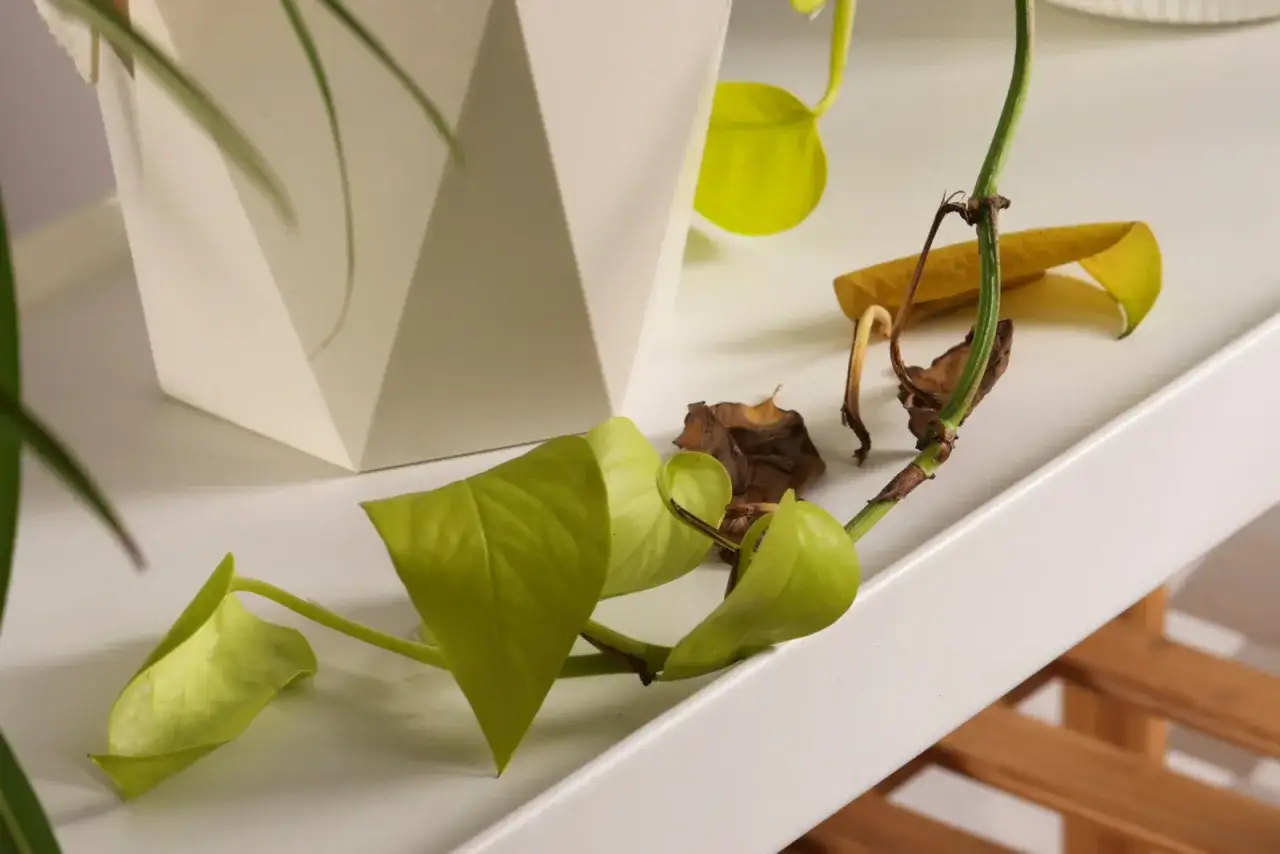 Epipremnum złociste z żółknącymi liśćmi i suchymi, brązowymi fragmentami łodygi. Objawy chorób wskazują na problemy z podlewaniem lub nawożeniem.