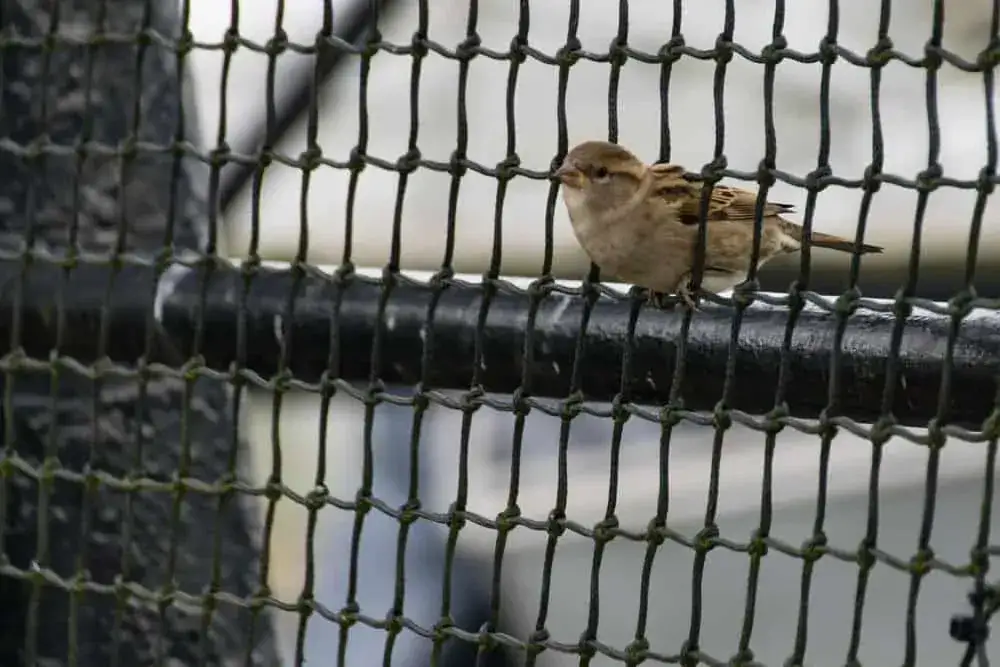 materiały budowlane gniazda wr&oacute;bla