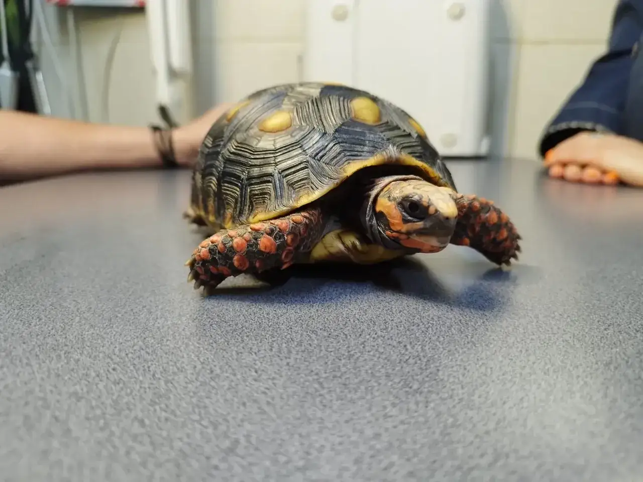 weterynarz gady żółw