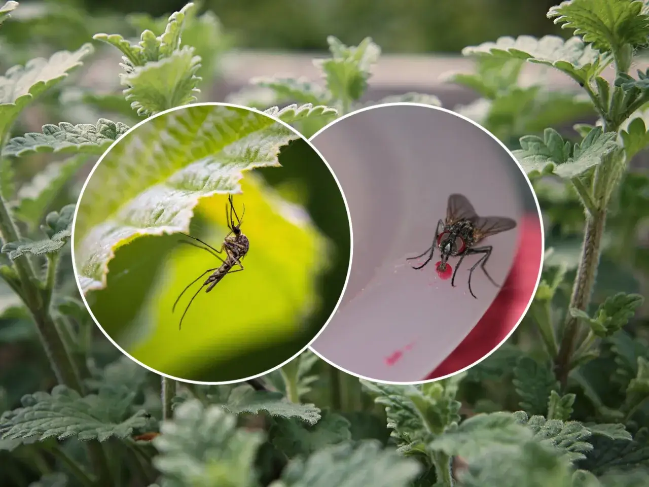 Muchy na tarasie przyczyny