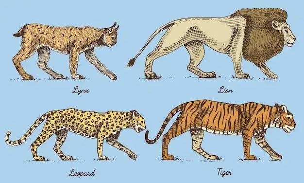 Por&oacute;wnanie tygrys lew lampart gepard