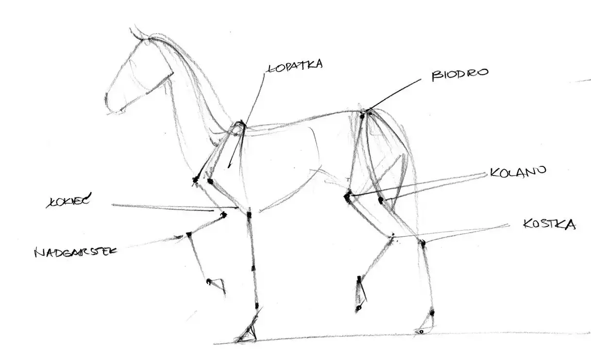 anatomia konia rysunek dla artyst&oacute;w