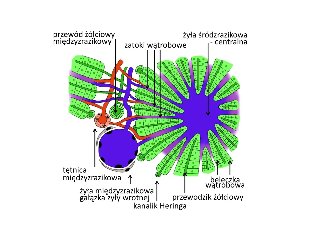 Budowa wątroby i enzymy