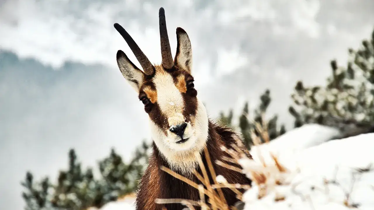 Ciekawostki o Tatrach: kozica górska, symbol Tatr, w zimowej scenerii.