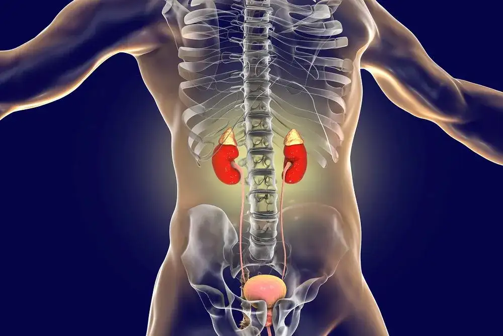 anatomia nerek lokalizacja na ciele człowieka rysunek