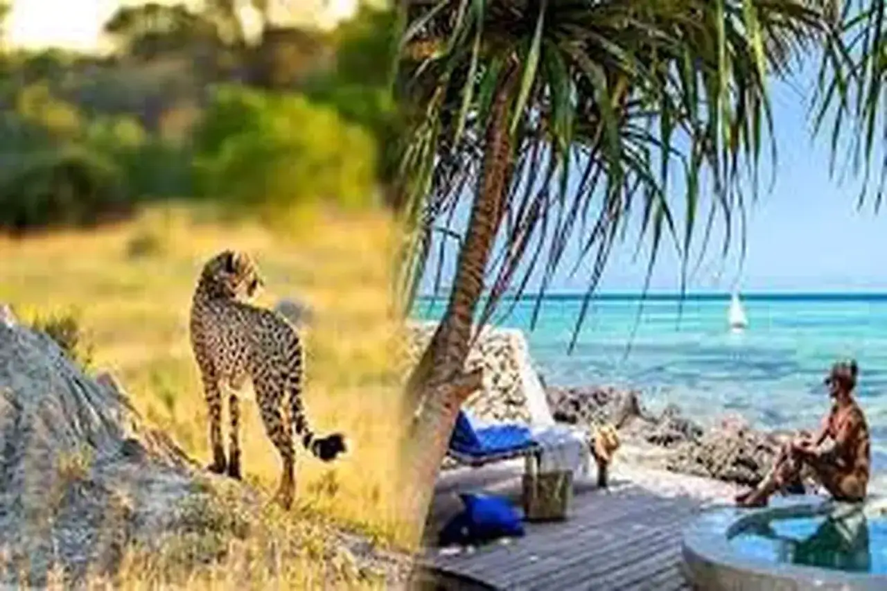 Niezwykłe połączenie: gepard na safari z Zanzibaru i relaks na plaży z widokiem na ocean.