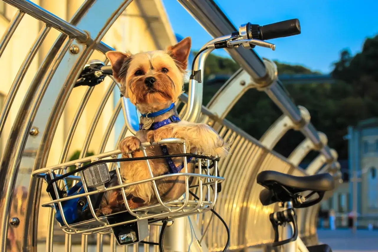 Mały piesek Yorkshire Terrier siedzi w koszyku dla psa na rowerze, gotowy na wspólną przejażdżkę.
