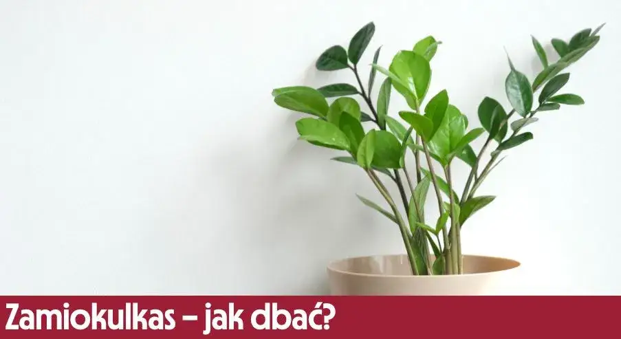 zamiokulkas w domu bezpieczne umiejscowienie