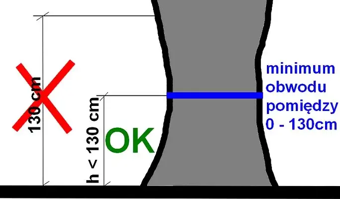 jak mierzyć obwód pnia drzewa