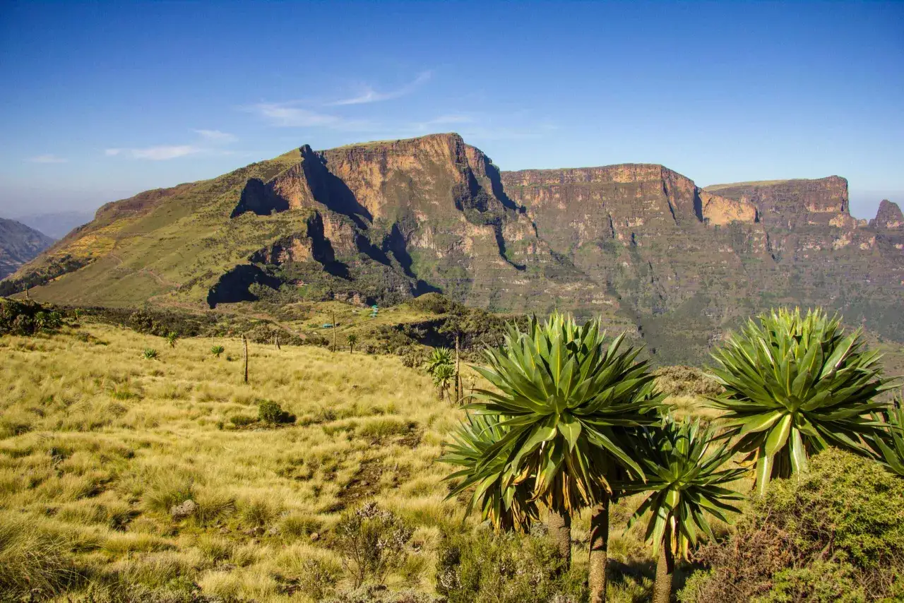 Majestatyczne góry Semien w Etiopii, z zielonymi zboczami i skalistymi klifami, na pierwszym planie bujna trawa i egzotyczne rośliny.