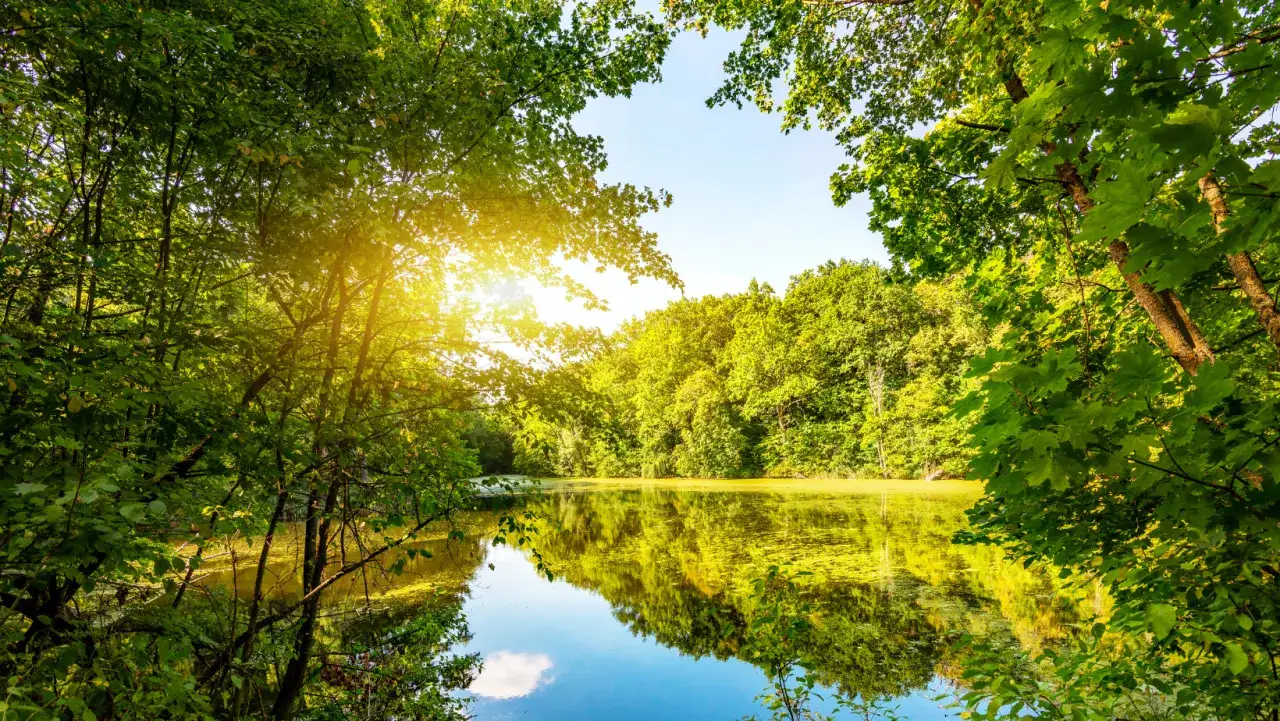 Słońce przebija się przez liście, oświetlając spokojną taflę jeziora. To piękny przykład tego, jak natura oferuje rozwiązania.