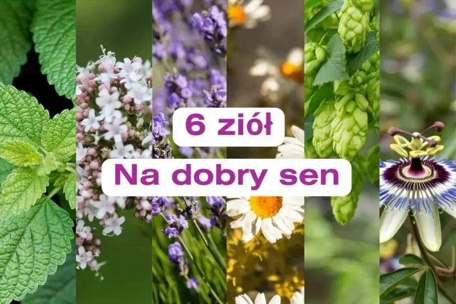 ziołowe tabletki na sen, waleriana, melisa, szyszki chmielu, passiflora