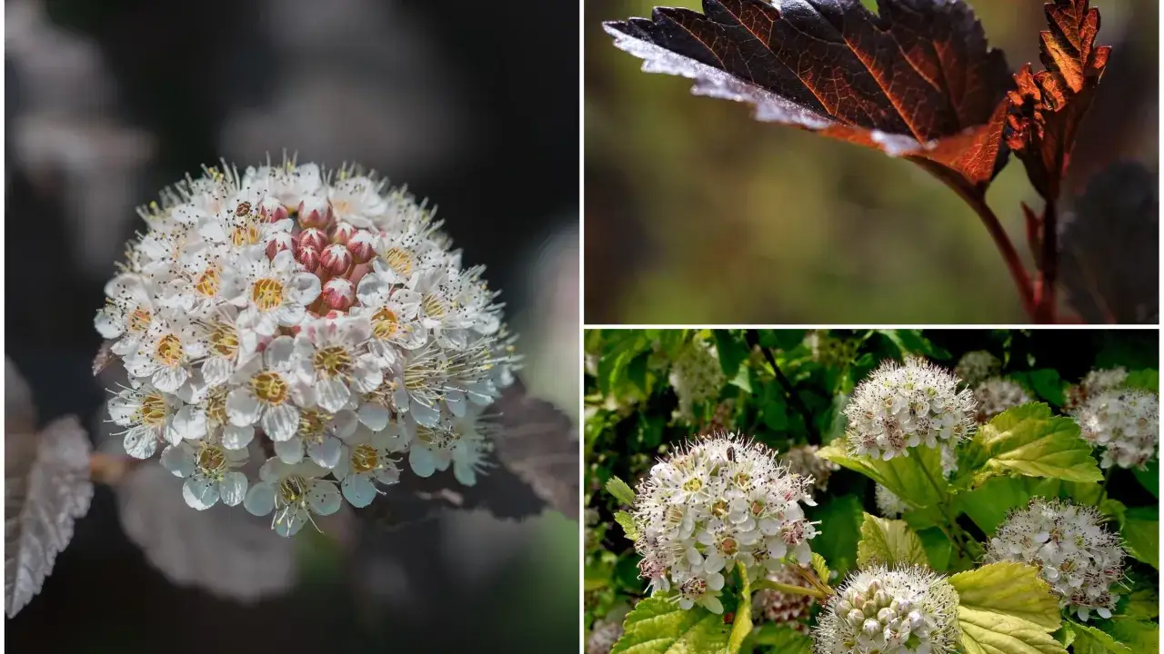 pęcherznica kalinolistna odmiana Diabolo, pęcherznica kalinolistna żywopłot
