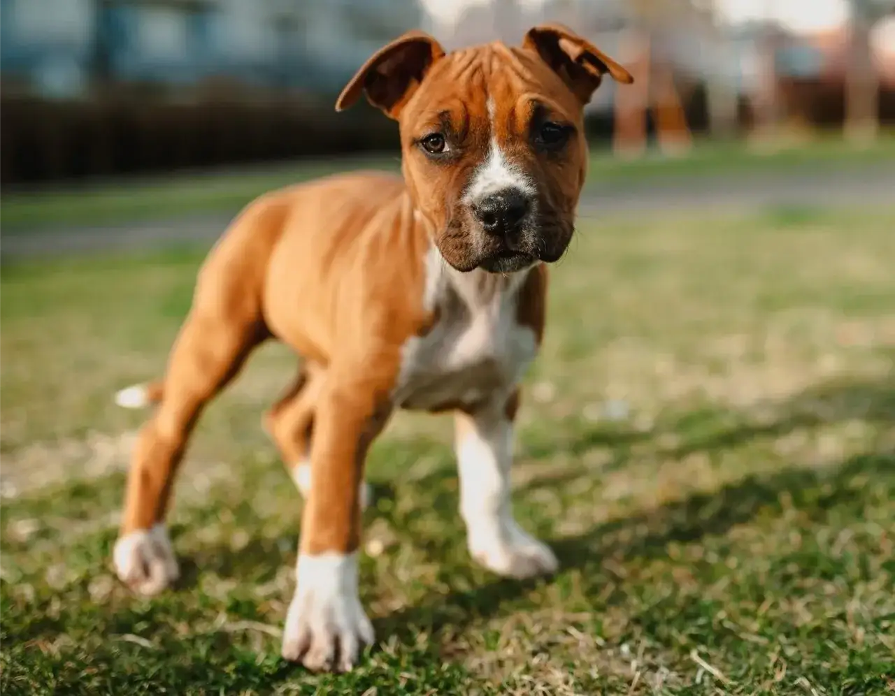 amstaff szczeniak zabawa