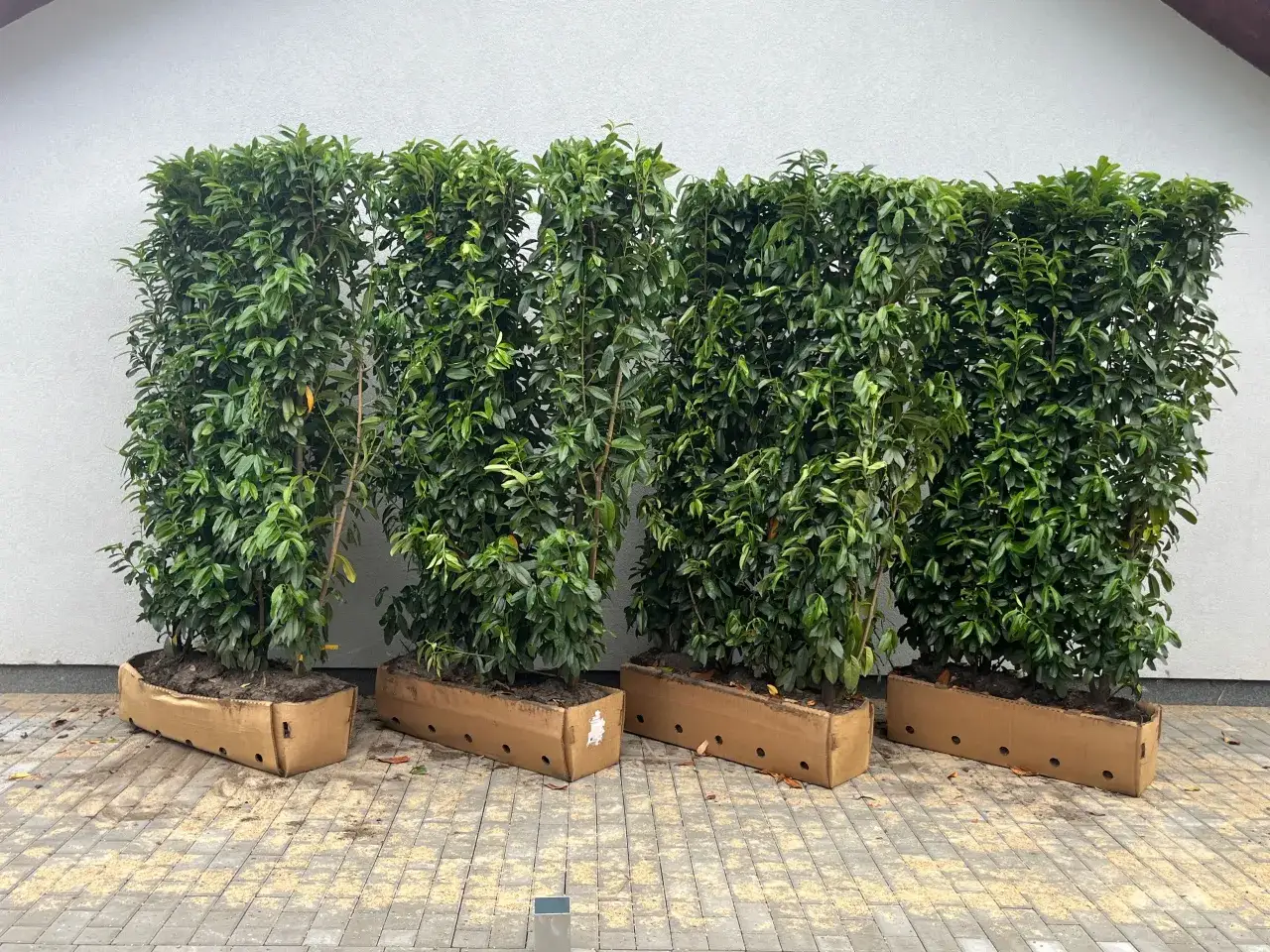 Zimozielony żywopłot cis laurowiśnia