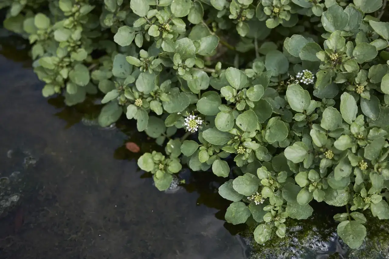 moczenie rukoli w wodzie
