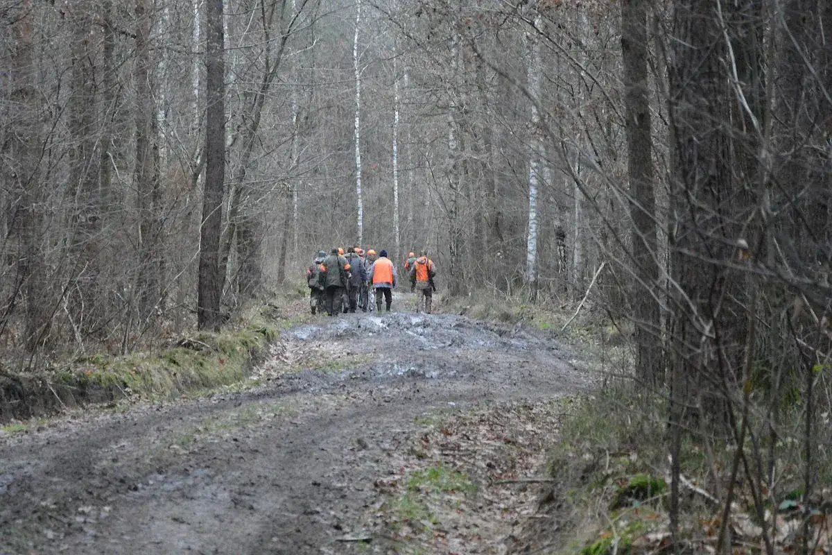 Grupa myśliwych w pomarańczowych kamizelkach idzie błotnistą drogą przez las. Czy myśliwy może jeździć za szlaban do lasu?