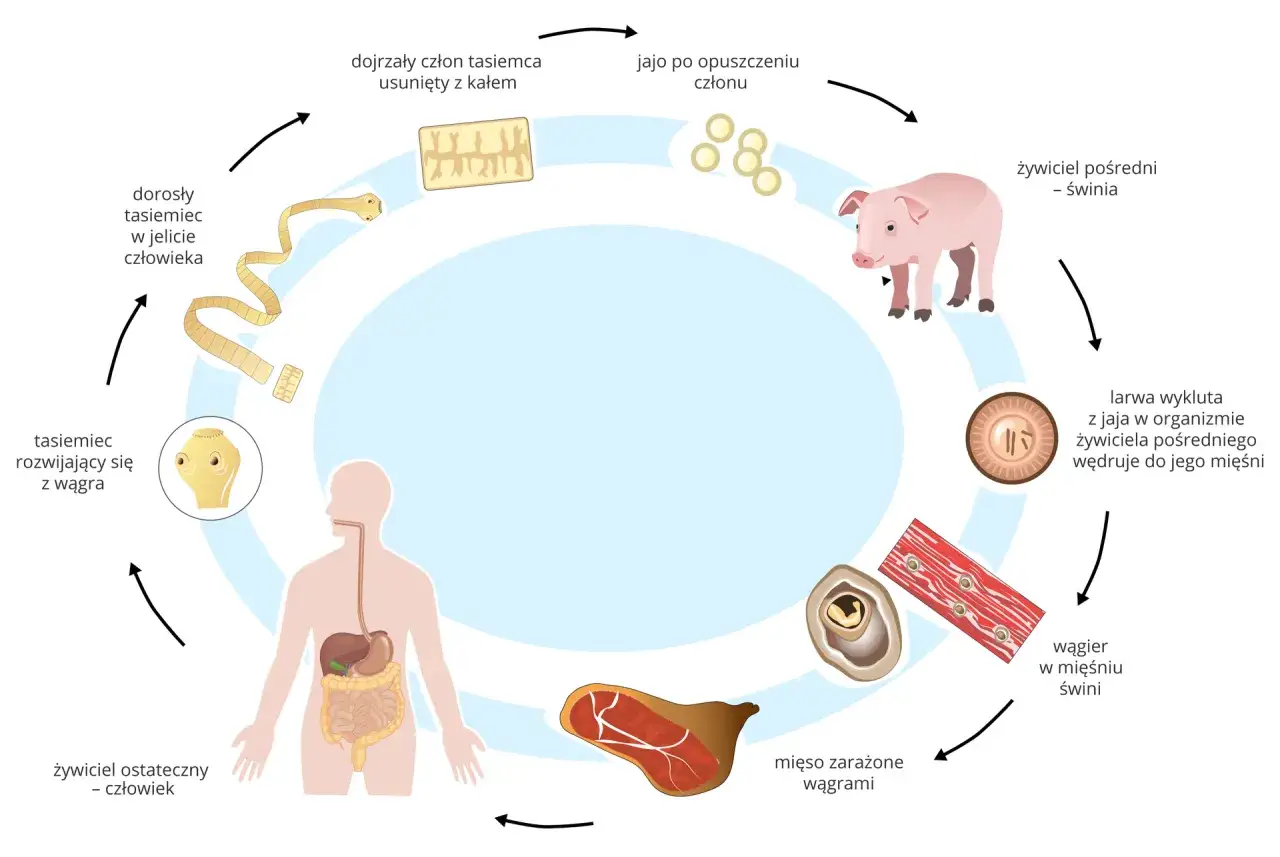 cykl rozwojowy tasiemca uzbrojonego nieuzbrojonego