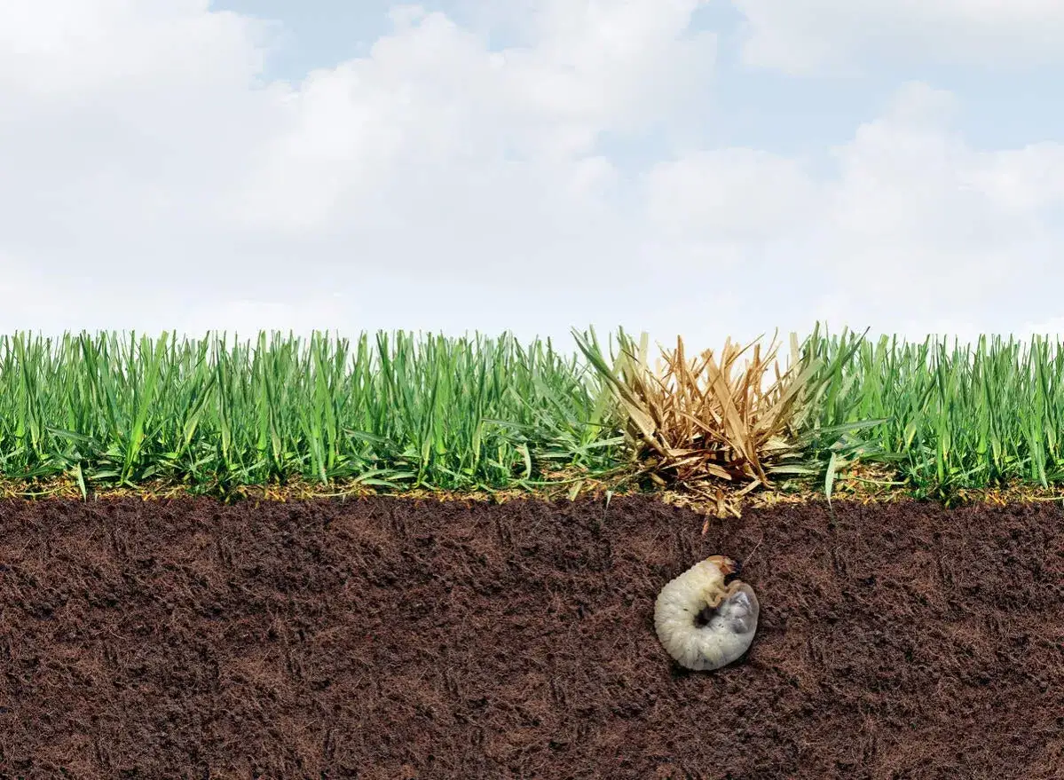 Pędrak niszczy trawę. Poznaj domowe sposoby na pędraki i uratuj sw&oacute;j trawnik.