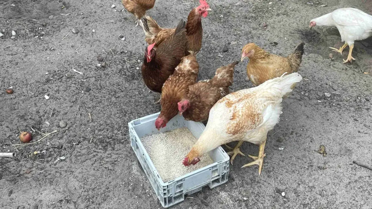 Kury jedzące z karmnika. Czy opłaca się hodować kury? Widok stada na podwórku.