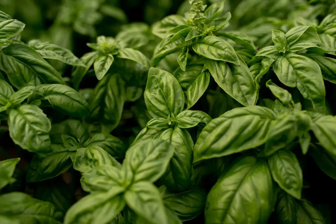 Gęste, zielone liście bazylii. Czy bazylia jest wieloletnia? Warto o nią zadbać, by cieszyć się jej aromatem przez długi czas.