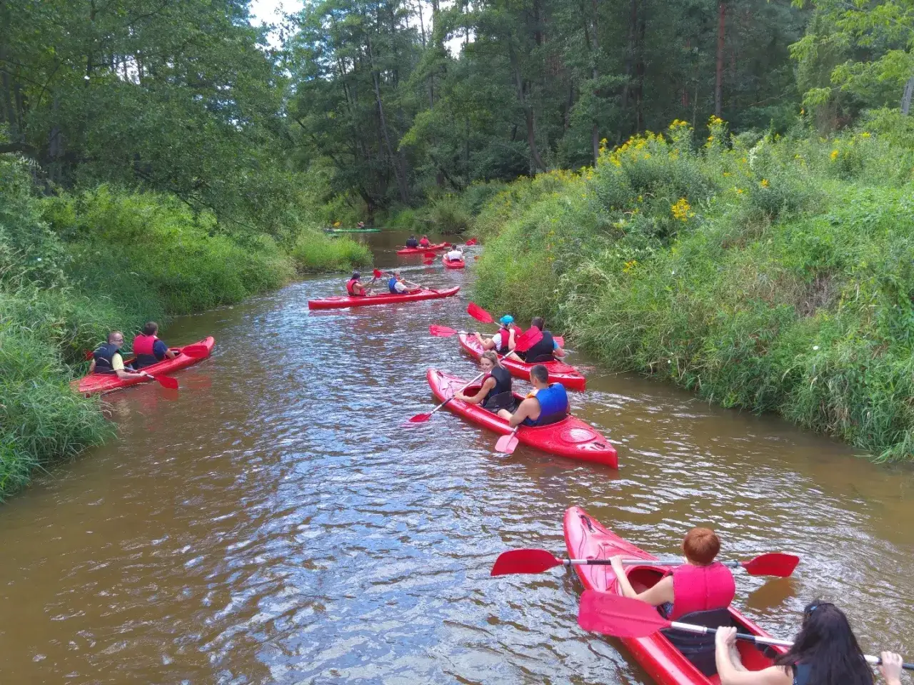 Lasy Janowskie krajobraz lasu słońce