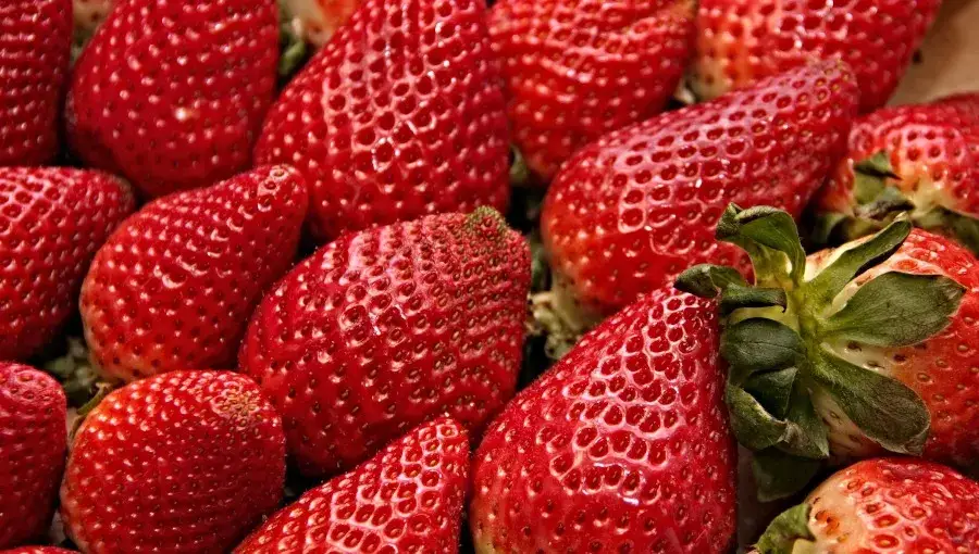 Jak odróżnić polskie truskawki od importowanych
