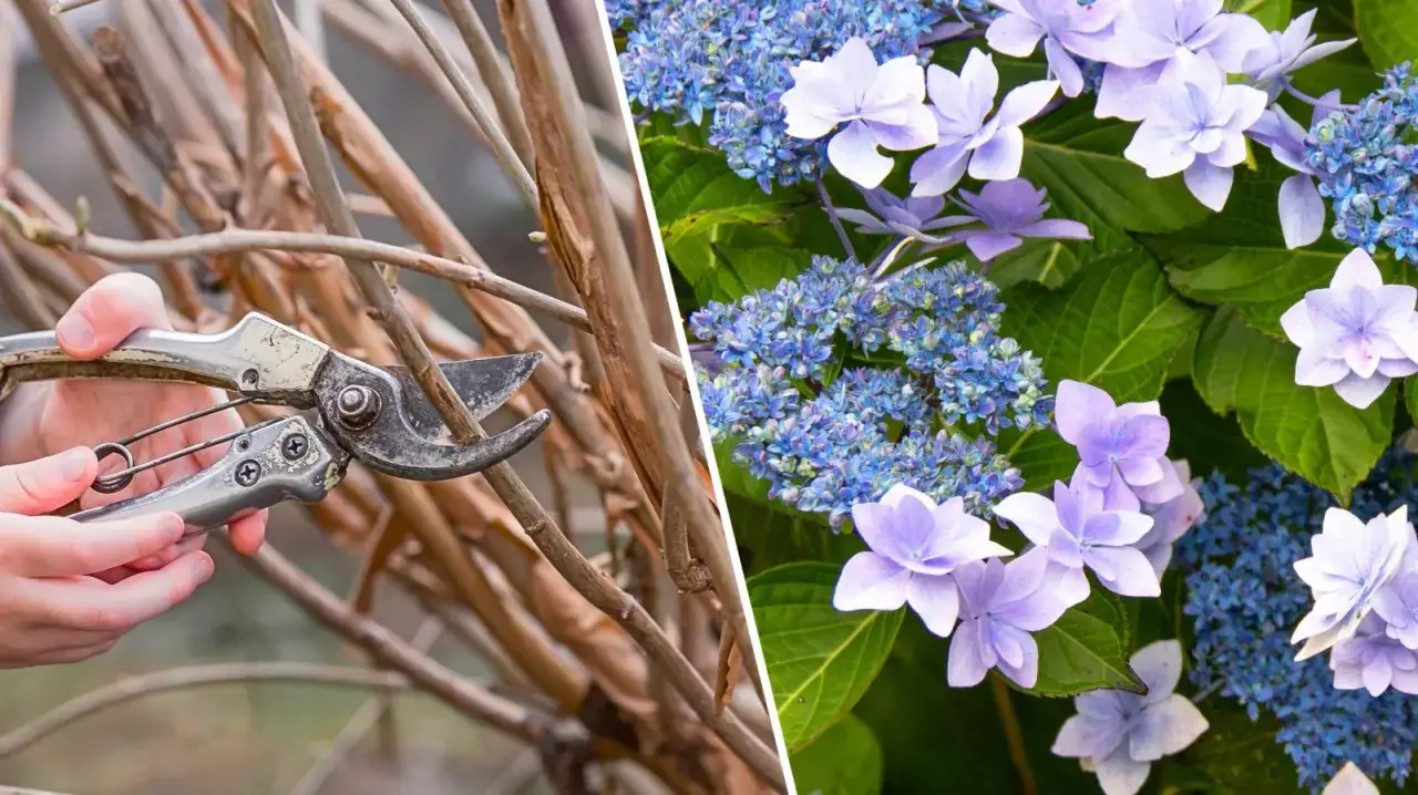Przycinanie hortensji piłkowanej. Po lewej ręka z sekatorami przy suchych gałęziach, po prawej bujne, fioletowo-niebieskie kwiaty.